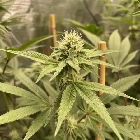 Tangerine Dream