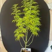 Tropicanna Poison
