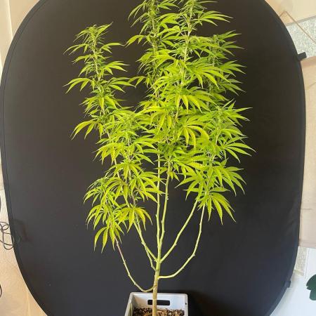 Tropicanna Poison