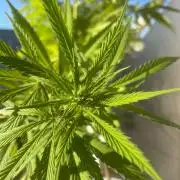 Tropicanna Poison