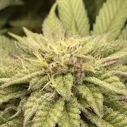 Atomic Blue Dream