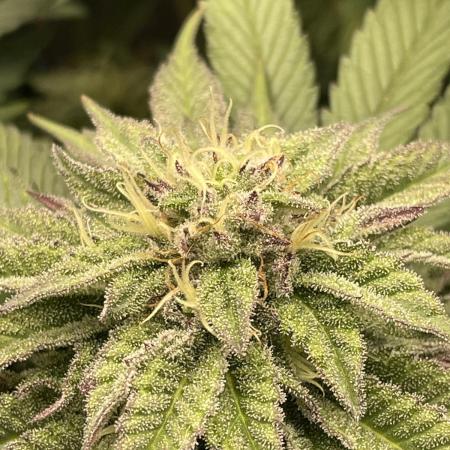 Atomic Blue Dream