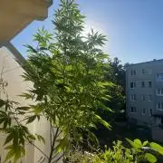 Alaskan Do-Si-Dos