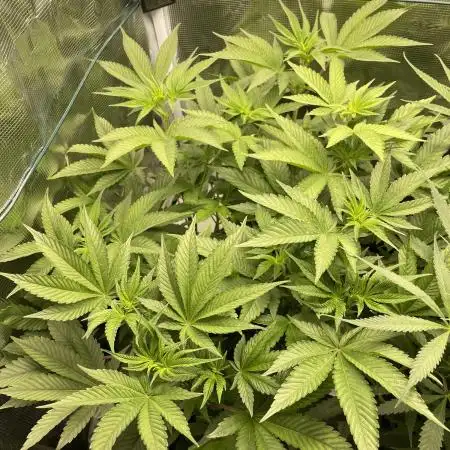 Tangerine Dream