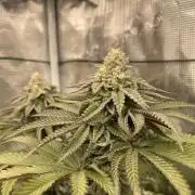 Slurricane