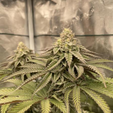 Slurricane