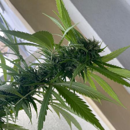 Tropicanna Poison