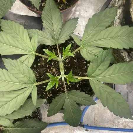 Atomic Blue Dream
