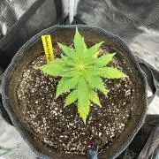 Strawberry Chemdawg OG