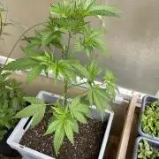 Alaskan Do-Si-Dos