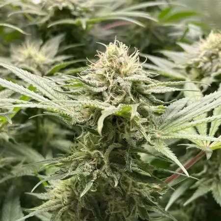 Stardawg