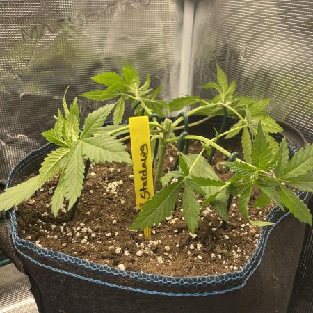 Stardawg