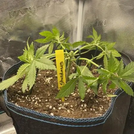 Stardawg