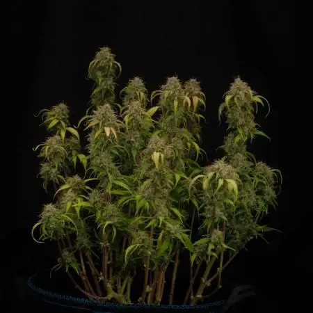 Banana Blaze // Dutch Passion Growing Competition 2025