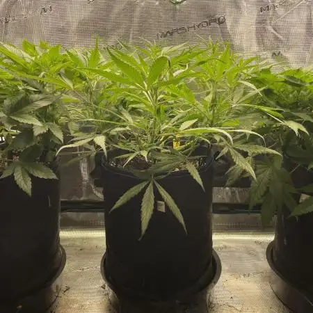 Strawberry Cough