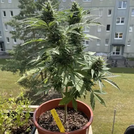 Cherry Zoap