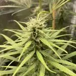 Strawberry Cough