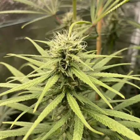 Strawberry Cough