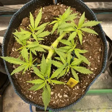 Strawberry Cough