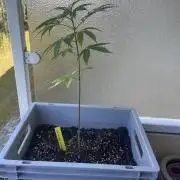 Tropicanna Poison