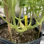 Stardawg