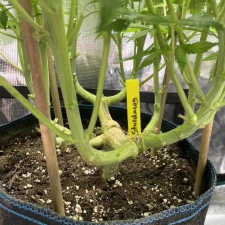 Stardawg
