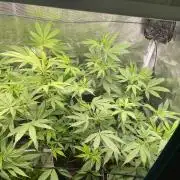 Jelly Breath