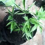 StrawberryCough pt2 Organic Indoor Grow