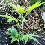 Dinafem "OG Kush" Kiwi Outdoor Grow!
