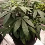 Tropicanna Banana pt2 Organic Soil Grow
