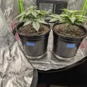 OutKast Genetics Testers