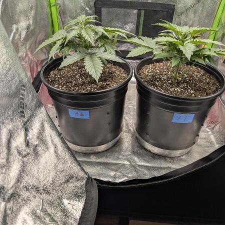 OutKast Genetics Testers