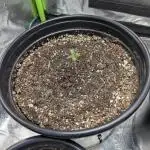 OutKast Genetics Testers