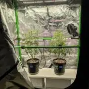 OutKast Genetics Testers