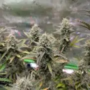 OutKast Genetics Testers