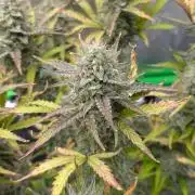 OutKast Genetics Testers