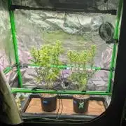 OutKast Genetics Testers