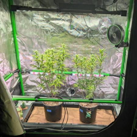 OutKast Genetics Testers