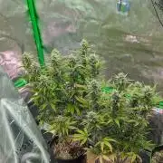 OutKast Genetics Testers