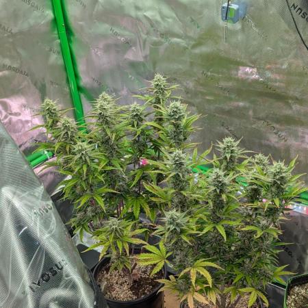 OutKast Genetics Testers