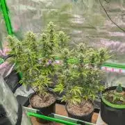 OutKast Genetics Testers