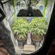 OutKast Genetics Testers