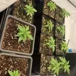 Calypso sunrocks and strawberry kush