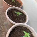 Northern Lights Auto