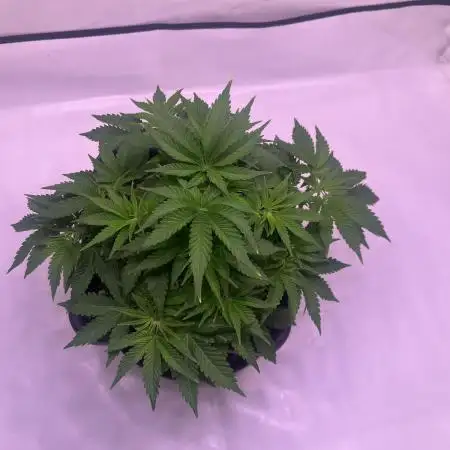Zunami grow