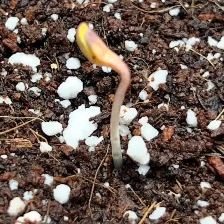 First grow led