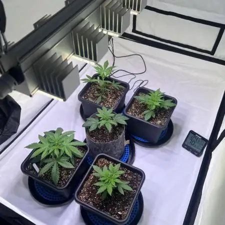 First grow led
