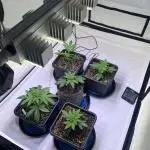 First grow led