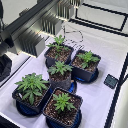 First grow led