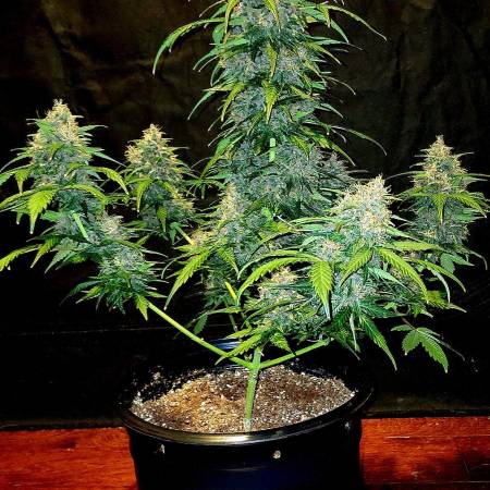 Autoflower Review Cycle #2 - 6 genetics 